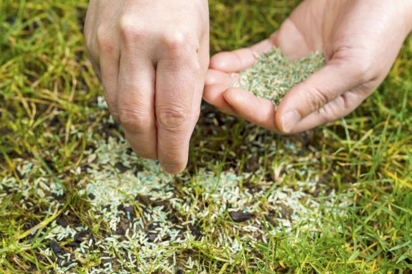 Grass Seed Installation