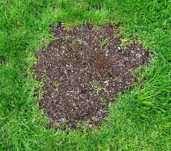 Grass Patch Repair - Grass Patch Repair Bellingham, Washington