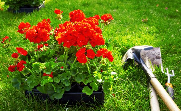Geranium Planting - Geranium Planting Glendale, Arizona
