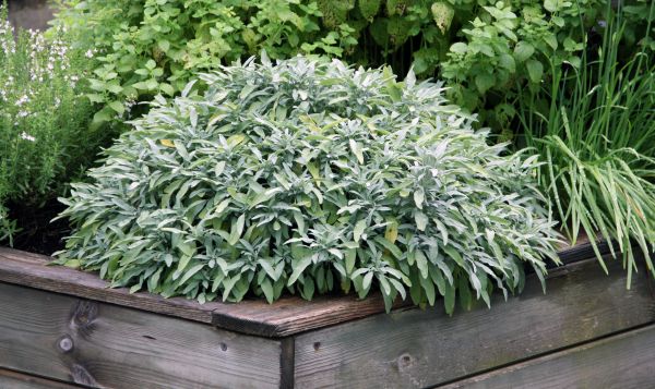 Flower Bed Maintenance