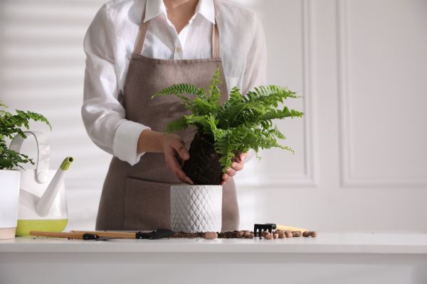 Arborvitae Planting