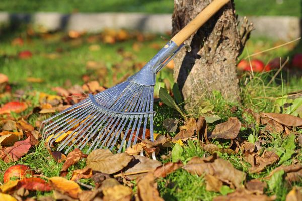 Fallen Leaf Removal