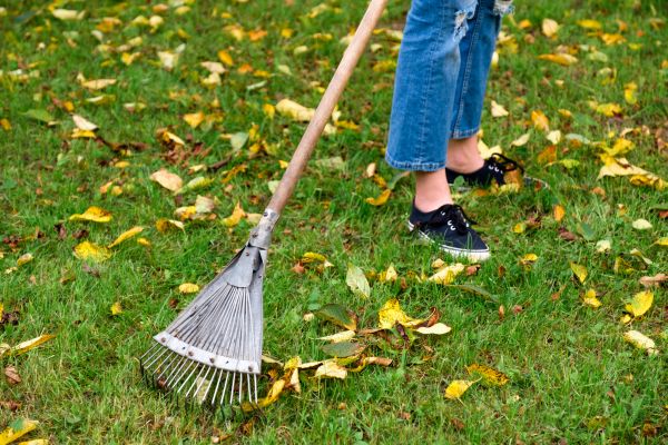 Fall Lawn Cleanup - Fall Lawn Cleanup Kane County, Illinois