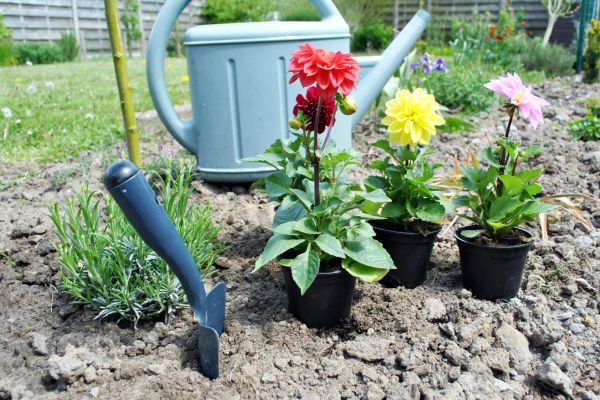 Dahlia Planting - Dahlia Planting La Crosse, Wisconsin