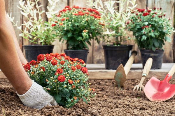 Chrysanthemum Planting - Chrysanthemum Planting Boston, Massachusetts