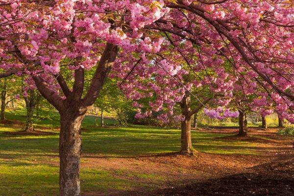 Cherry Blossom Removal - Cherry Blossom Removal Roseville, California
