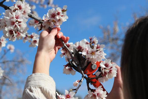 Apricot Tree Shaping