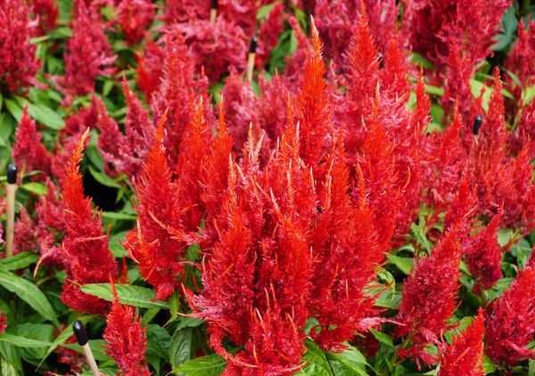 Celosia Planting - Celosia Planting Huntsville, Alabama