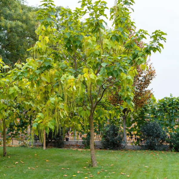 Catalpa Tree Removal - Catalpa Tree Removal Portland, Oregon
