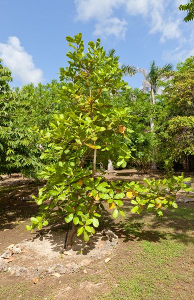 Beech Tree Pruning