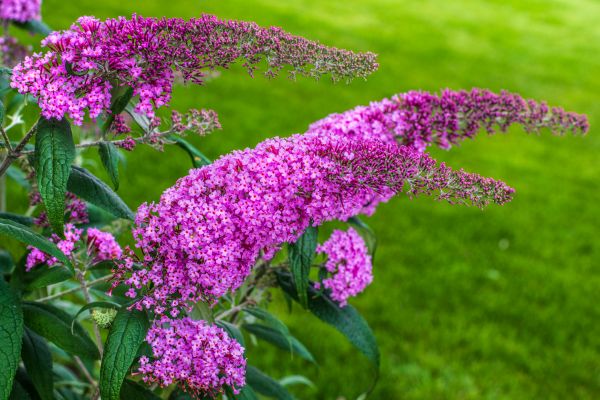 Butterfly Bush Removal - Butterfly Bush Removal Chesapeake, Virginia