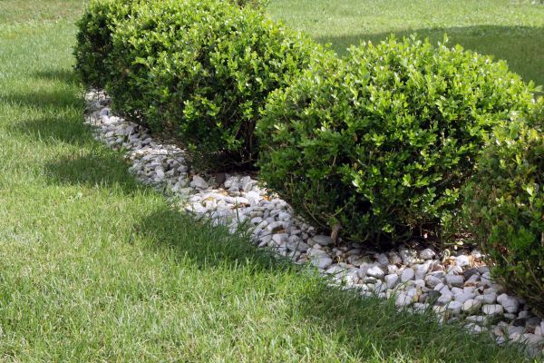 Boxwood Planting - Boxwood Planting Spring Hill, Florida