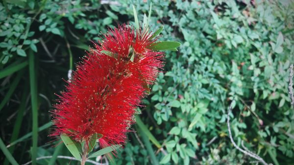 Bottlebrush Pruning - Bottlebrush Pruning League City, Texas