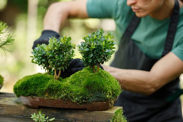 Bonsai Tree Planting