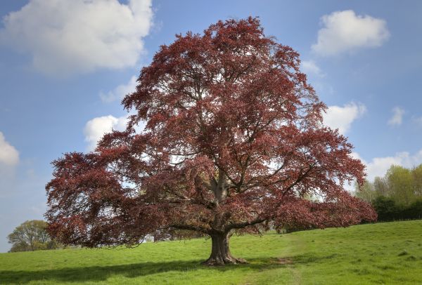 Beech Tree Pruning - Beech Tree Pruning Tomball, Texas