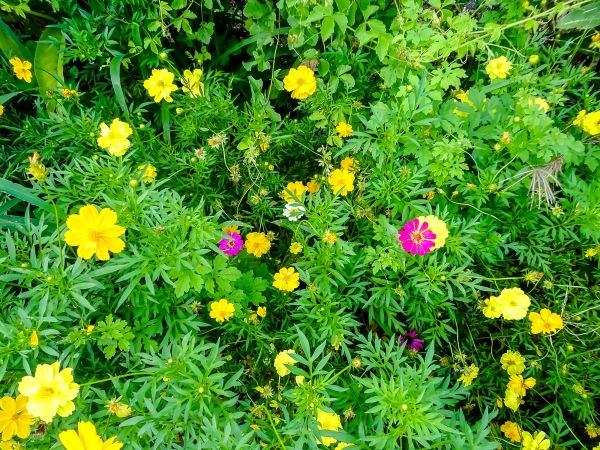Aster Planting - Aster Planting Surprise, Arizona