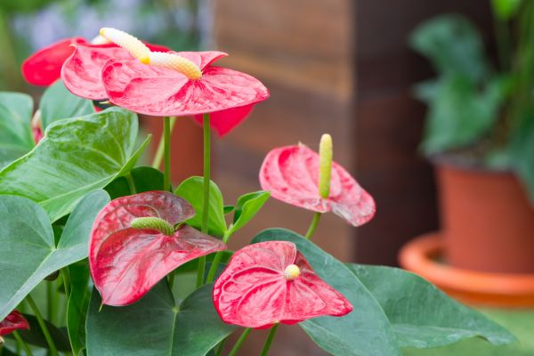 Anthurium Planting - Anthurium Planting Cape Coral, Florida