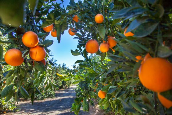 Citrus Tree Maintenance