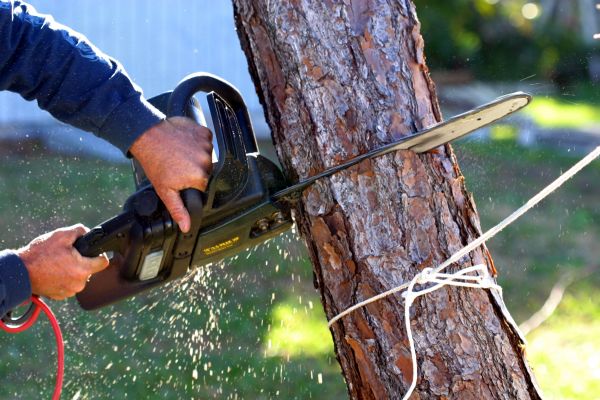 Dead Tree Removal - Dead Tree Removal Layton, Utah